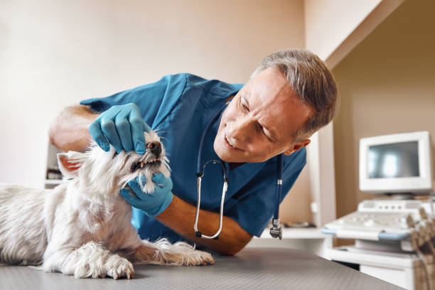 Best Emergency Gum Treatment in Crescent Springs, KY